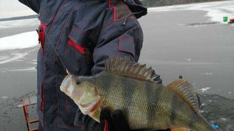 Magia podlodowego łowienia okoni