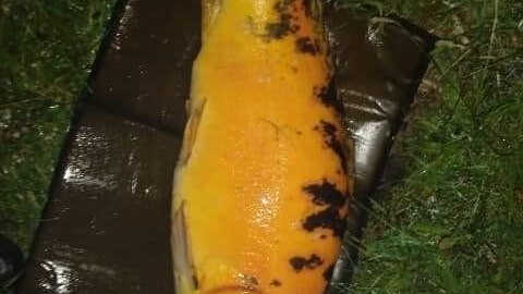 zasiatka na karpia i amura