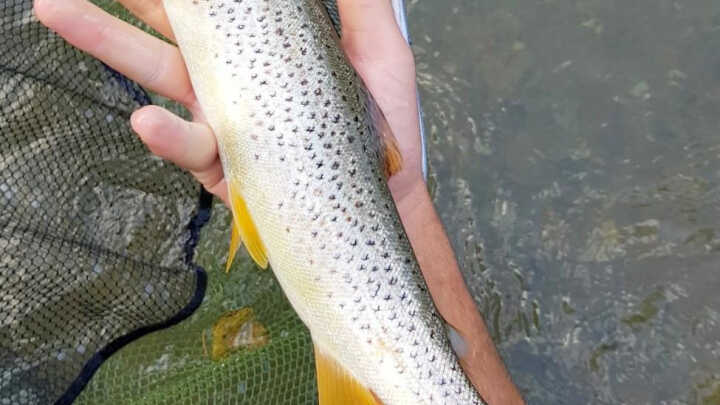 MENOS GENTE, MÁS TRUCHAS 21/09/2019