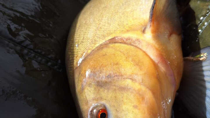 Látóképen compókra