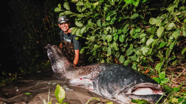 MONSTRÓZNÍ SUMEC Z LABE