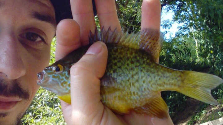 la perche soleil (Calicoba)