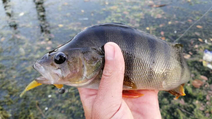 Костури в тревите / Perch fishing in Grass