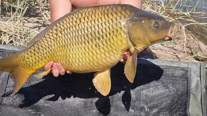 74H a Carp Centrumon