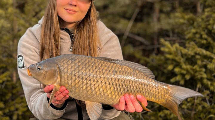 Karpie z zimnej wody cz. II.