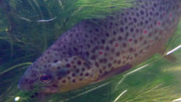 Muškařské vzpomínky IV. aneb "radovat se z mála"