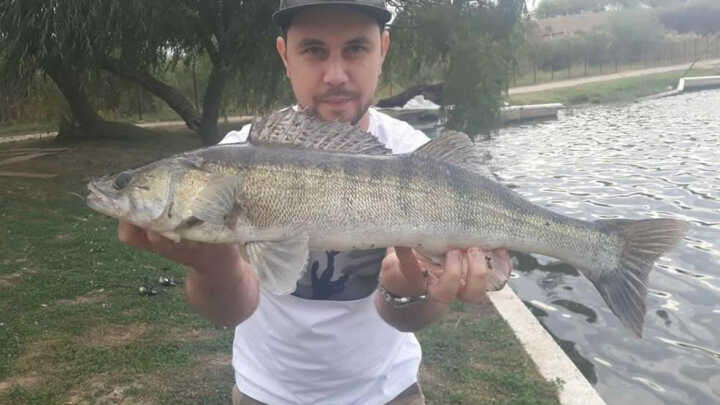 Zander in the spring