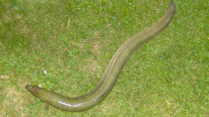 sposub na wegorza z gruntu