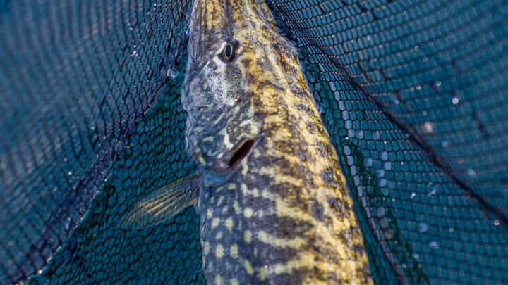 Alla ricerca del Luccio nel Verbano