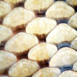 Milan Mastodontbaits