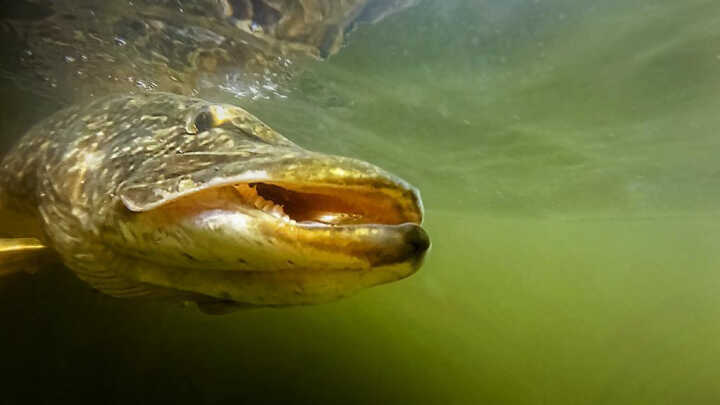 Dlaczego duże przynęty?