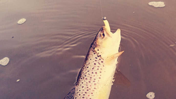 Hodnocení pstruhové sezóny - TOP nástrahy