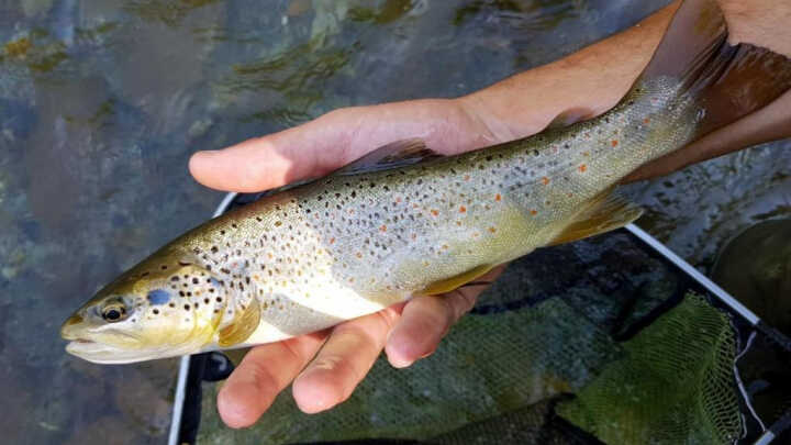 PUNTO AZUL - 24/08/2019