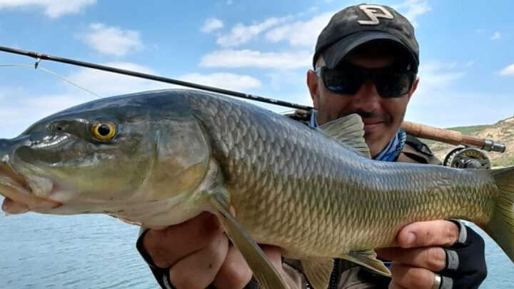 Barbos y Carpas a mosca