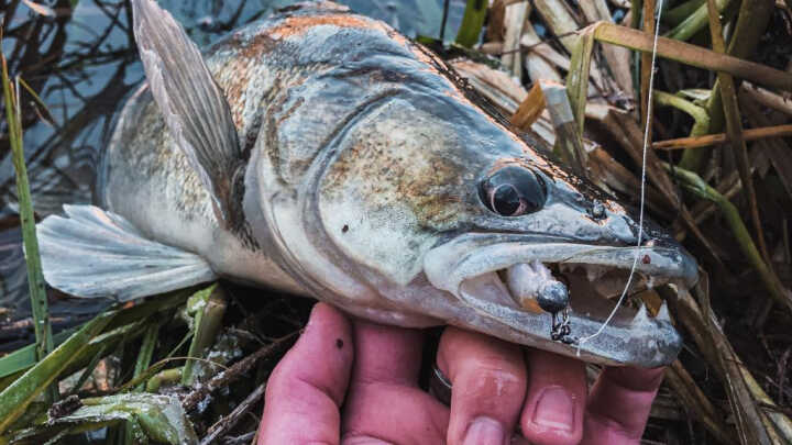 RECEPT NA CANDÁTY #3