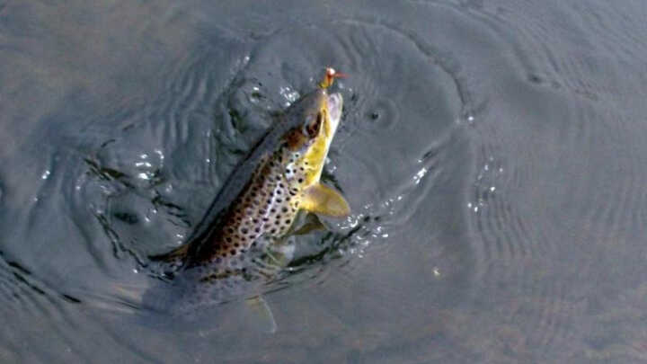 Muškařské vzpomínky III. aneb "když se nedaří"