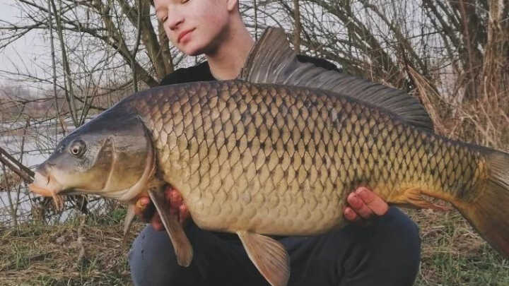 Zimní kapři v březnu