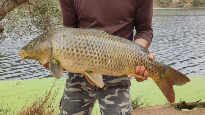 ¿Carpa o siluro?