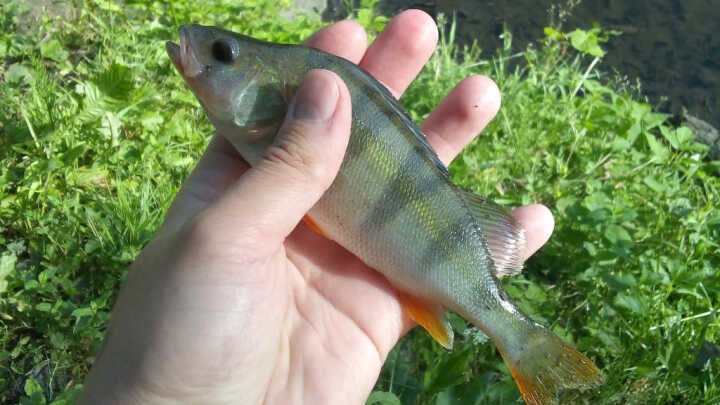 Trápení s přívlačí 😁🐟🌳🌳