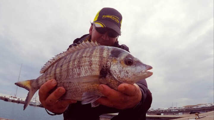 Sarago Pizzuto con la cozza