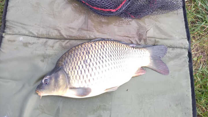 Karpiowe szaleństwo