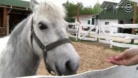 Szentes TV interjú 2017