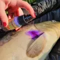 Fish treatment