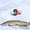 Zimní rybolov > Rybaření na dírkách