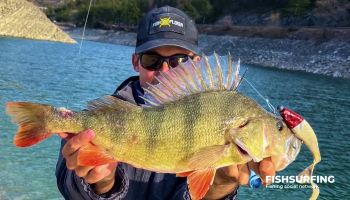 Ostriež chytený na gumovú nástrahu počas trollingu.