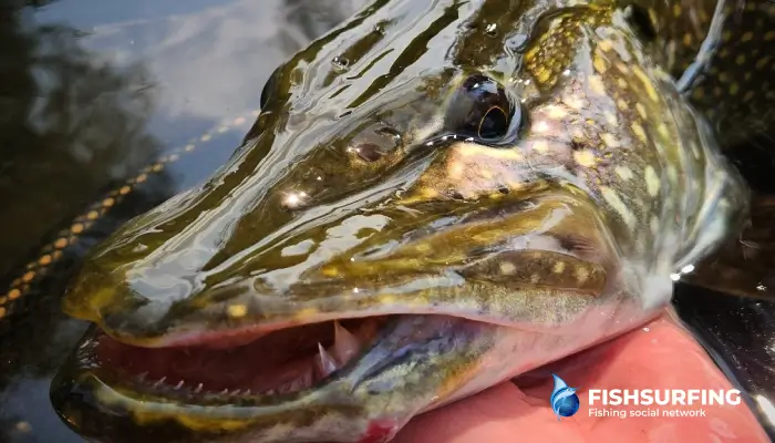Detailný záber šťuky, dominantného dravca našich vôd.