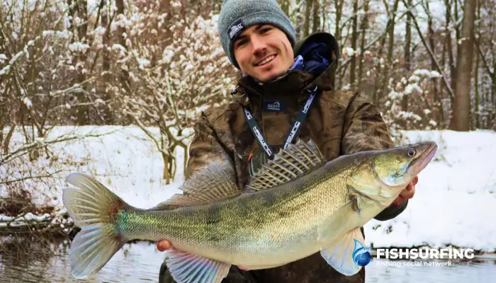 Candát patrí medzi dravce, ktorým zima nevadí, naopak.