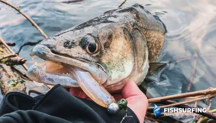 Gumené nástrahy sú jednou z najuniverzálnejších nástrah. Chutia najmä candátom v pomalých líniách a v tzv. výsadkoch.