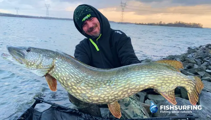 Zimný lov živých alebo mŕtvych rýb je v súčasnosti tradičnou metódou lovu dravcov, ktorá stále dokonale funguje.