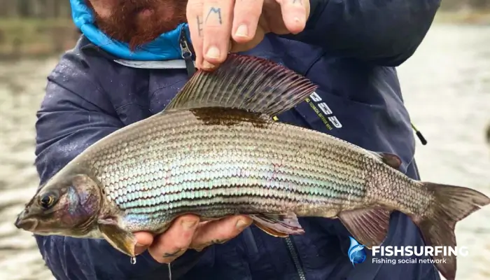 Lipeň polárny ulovený na mušku. Takýto zimný rybolov patrí medzi skutočné srdcovky.
