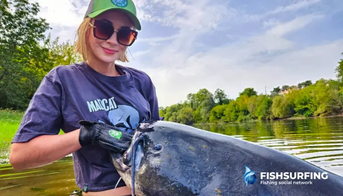 Teplomilné sumce sa najčastejšie lovia v lete, keď ich metabolizmus pracuje na plné obrátky a dokážu rýchlo stráviť aj veľkú korisť.