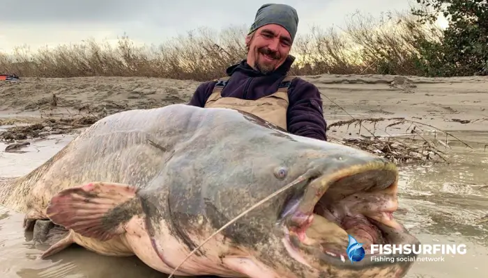 Sumec je typická ryba, ktorej aktivita sa zvyšuje, keď sa voda zakalí a hladina rieky stúpne. Takáto situácia nastáva len občas a oplatí sa byť pri vode.