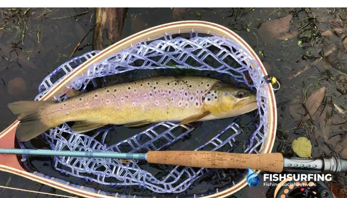 Fly fishing for trout is a fishing classic full of knowledge and merging with nature.