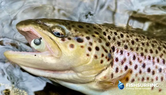 Trout fishing with a spinning rod is very successful. Smaller sizes of artificial lures can fool the trout perfectly.
