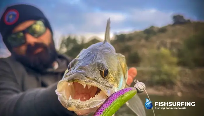 Predators are most often caught on artificial lures, which are only brought to life by the movement of the rod.