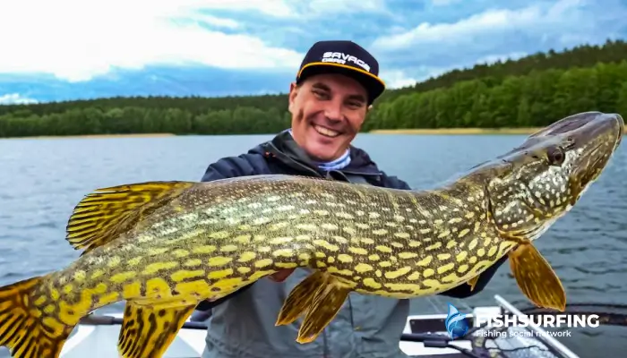 Bays, shallows, tributaries and aquatic vegetation. Pike will never be far away.