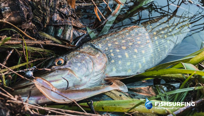 You need to trust the lure and lead it with maximum concentration.