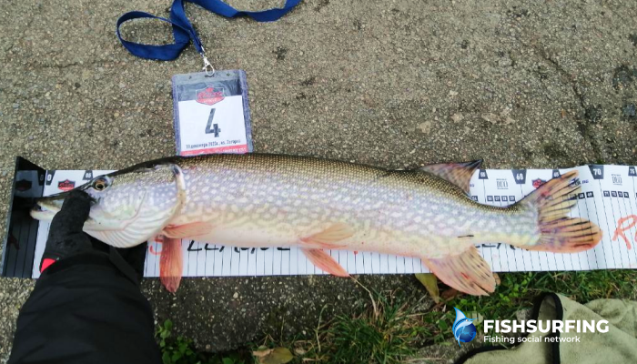 Each race has specific rules, in this case each catch is measured on a special meter and then sent to the judges.