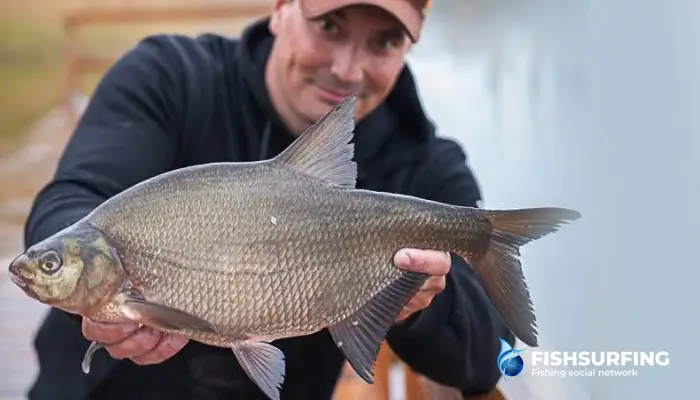 Bream are a common target when feeder fishing.