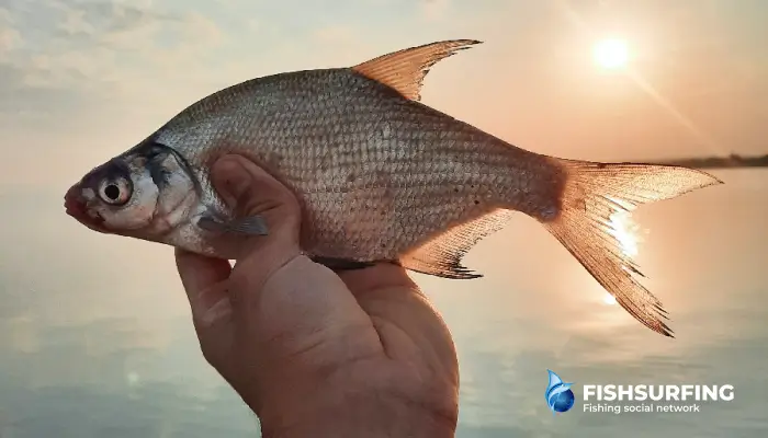 Bream will surely be one of the first catches for any angler.