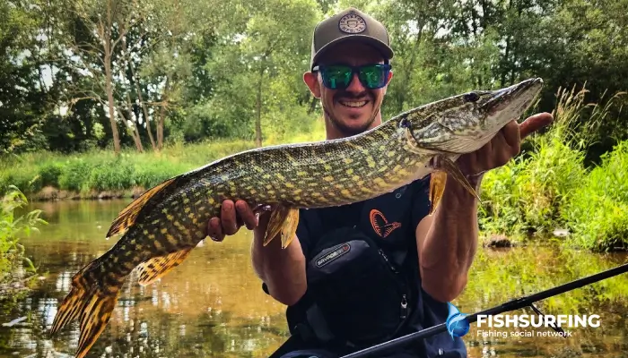 The pike is a typical ambush hunter, preferring natural streams with plenty of natural cover.