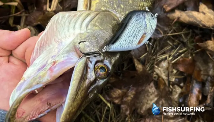 Pike fishing is typically characterised by 'jerkbaits', which are only brought to life by the movement of the rod itself.