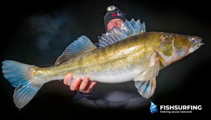 The winter months are typical for pikeperch fishing. The fish are biting and are in full condition.