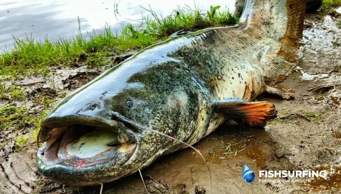Catfish are warm water fish, so we will be most successful in catching them in the warmer months.