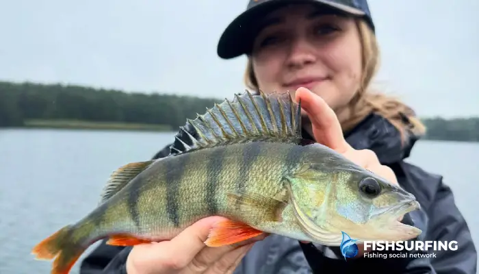 The best lures for bass: the complete guide to successful trolling