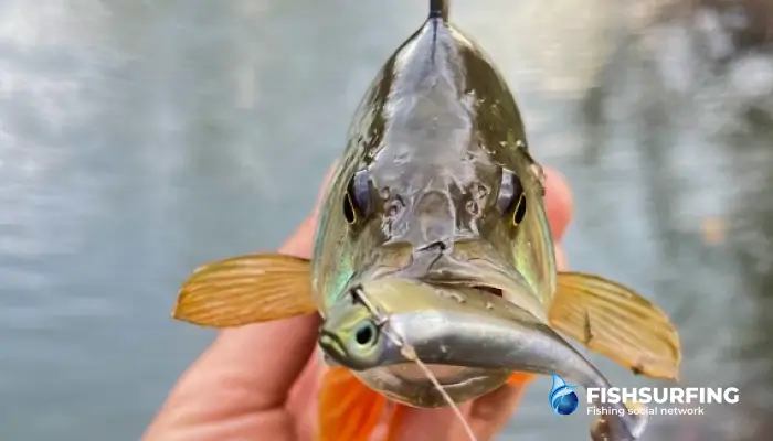 Rubber lures are valid for bass and often don't bother them even in larger sizes.